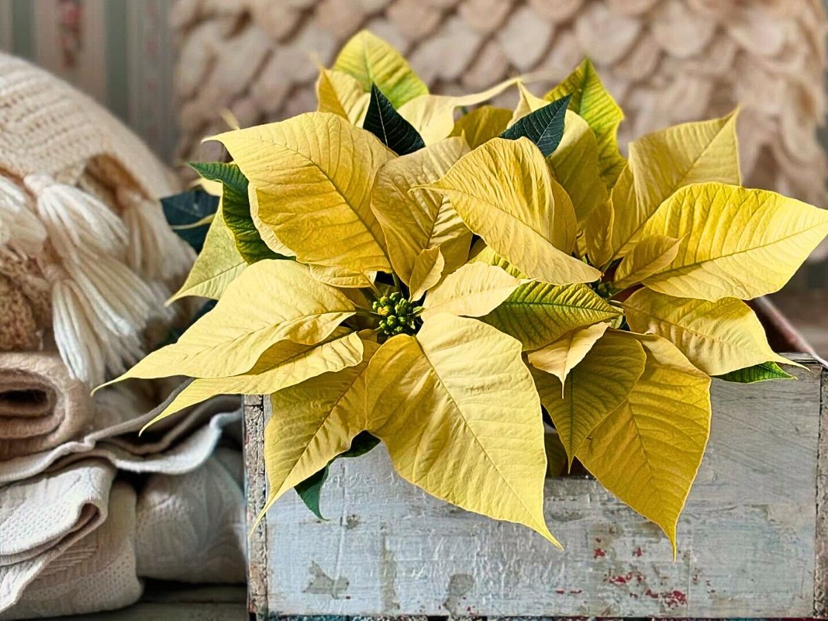 National Poinsettia Day