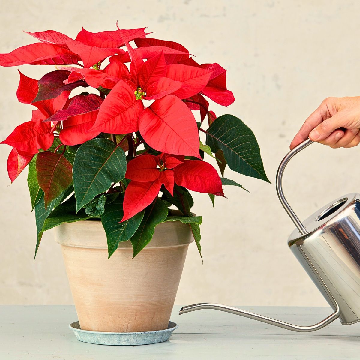 National Poinsettia Day