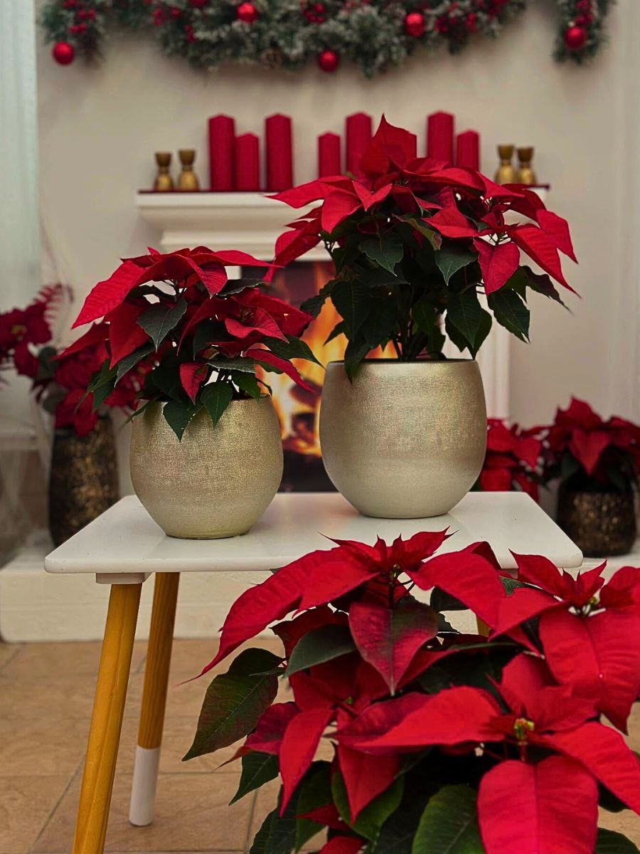 National Poinsettia Day