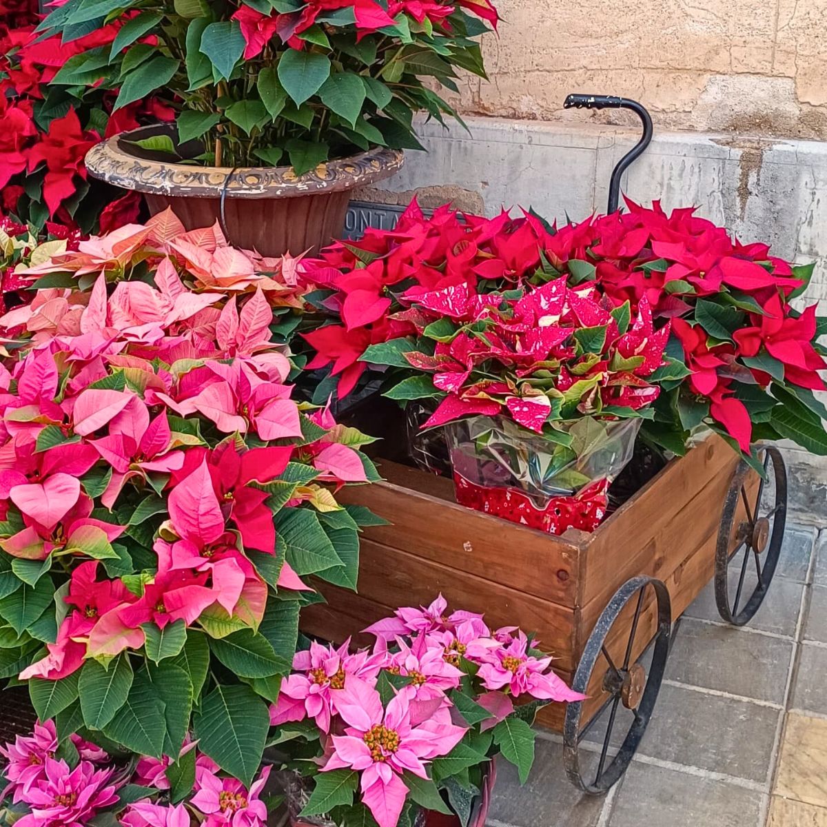 National Poinsettia Day