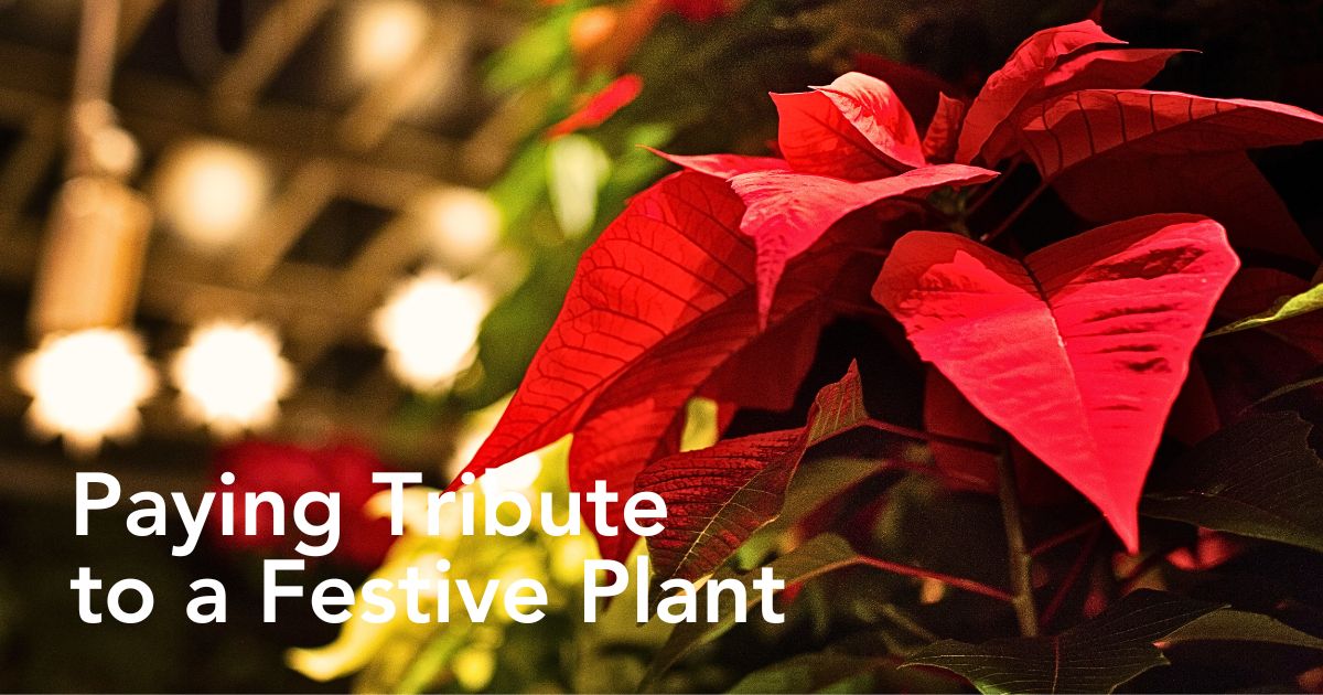 Commemorating the Fiery Beauty of Poinsettias on National Poinsettia Day