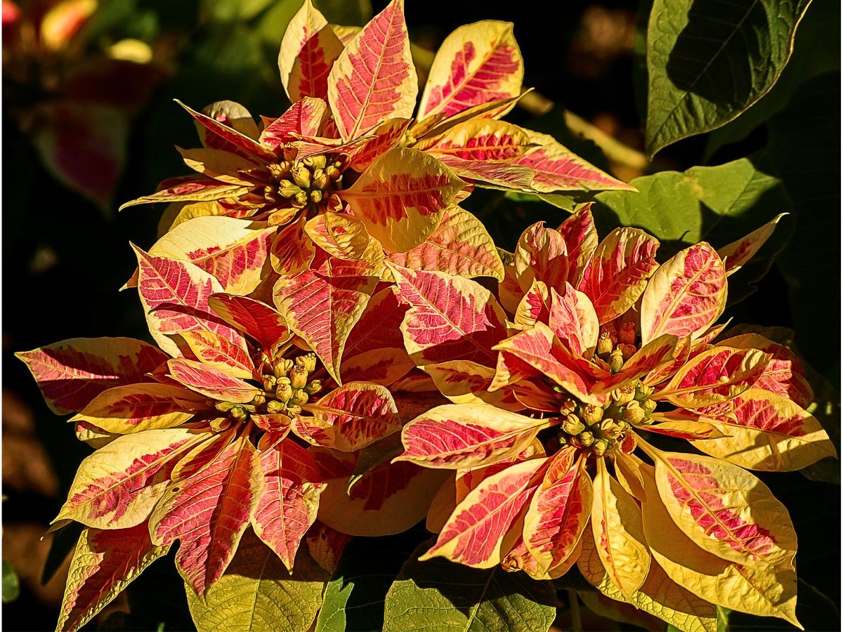 National Poinsettia Day