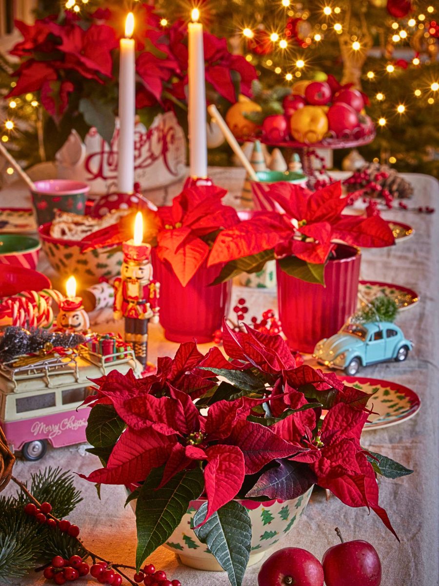 National Poinsettia Day and Its Radiant Poinsettia Blooms