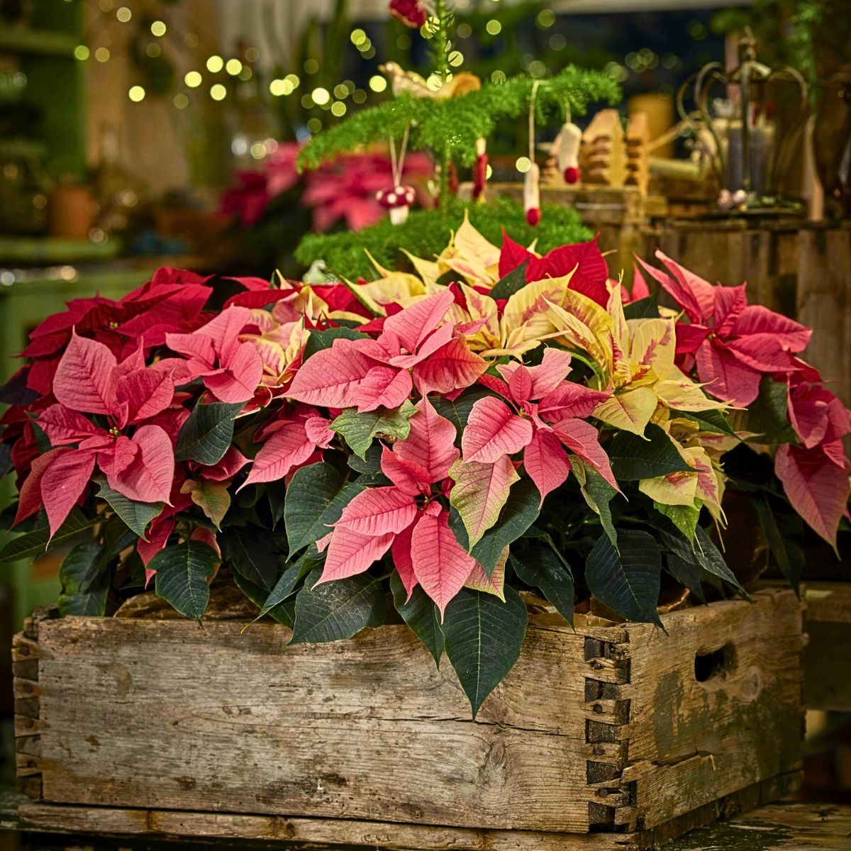 National Poinsettia Day