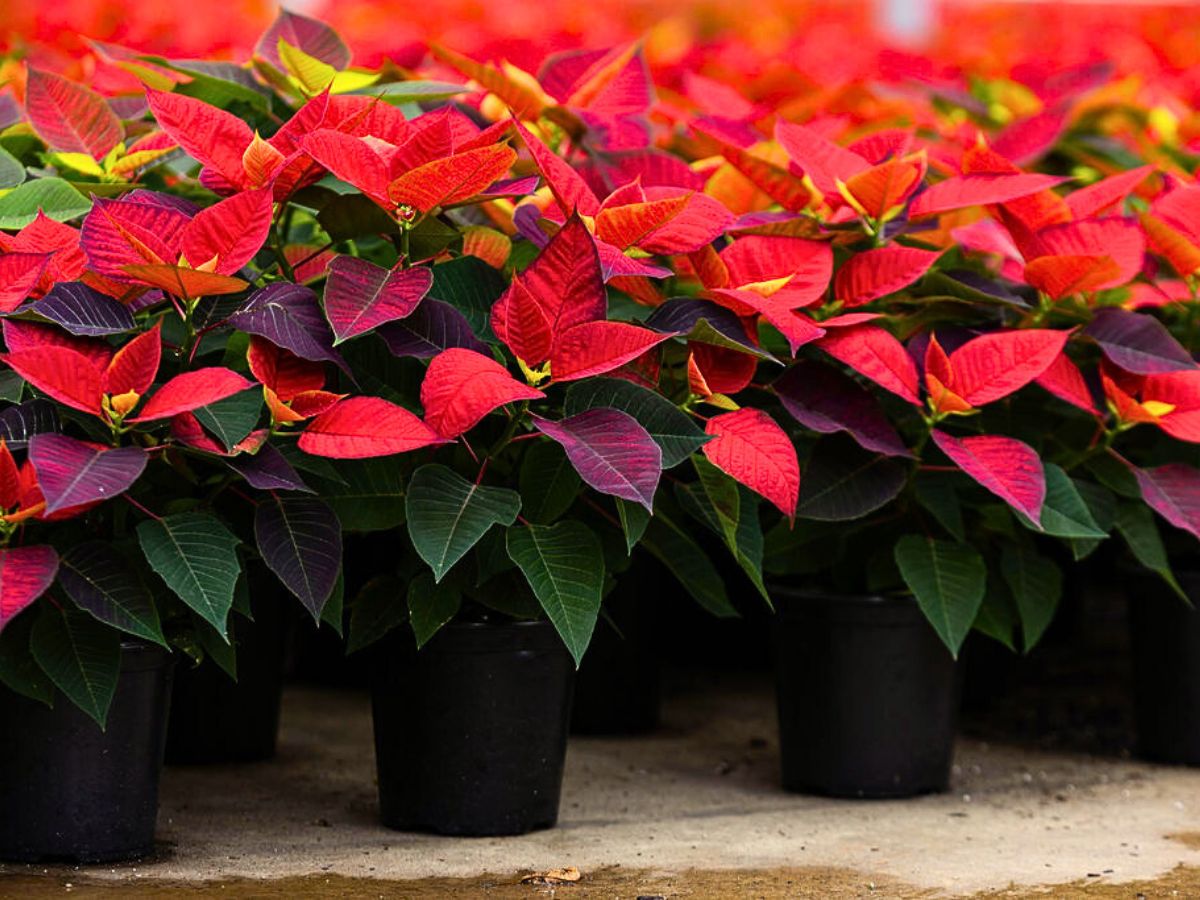 National Poinsettia Day and Its Radiant Blooms