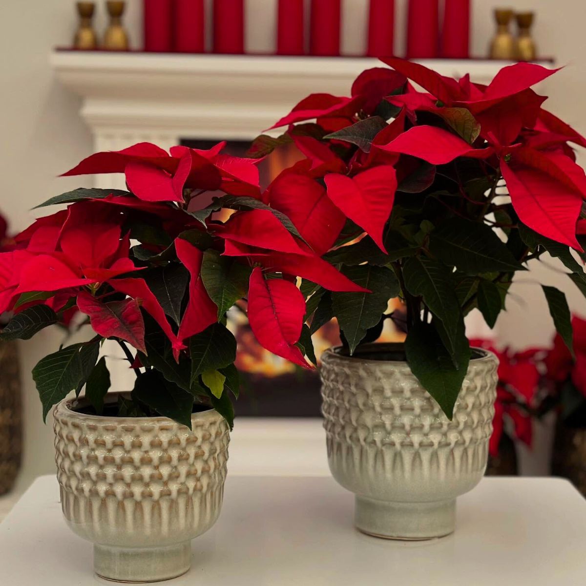 National Poinsettia Day 