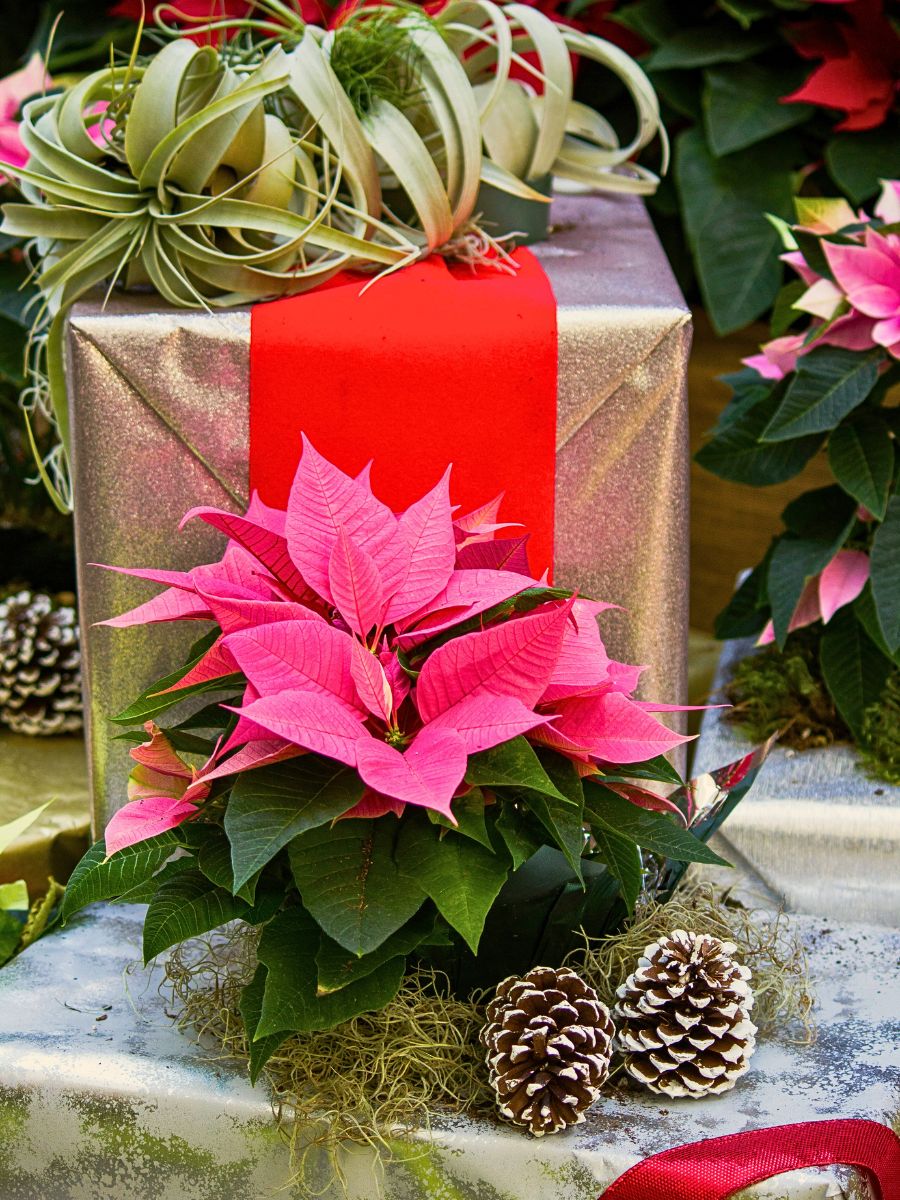 National Poinsettia Day Honors Winter’s Fiery Flowering Plant and Its Festive Nuances