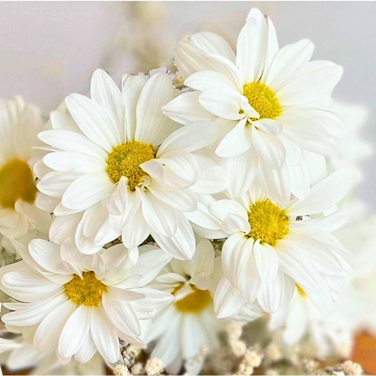 Daisy Flower Meaning 