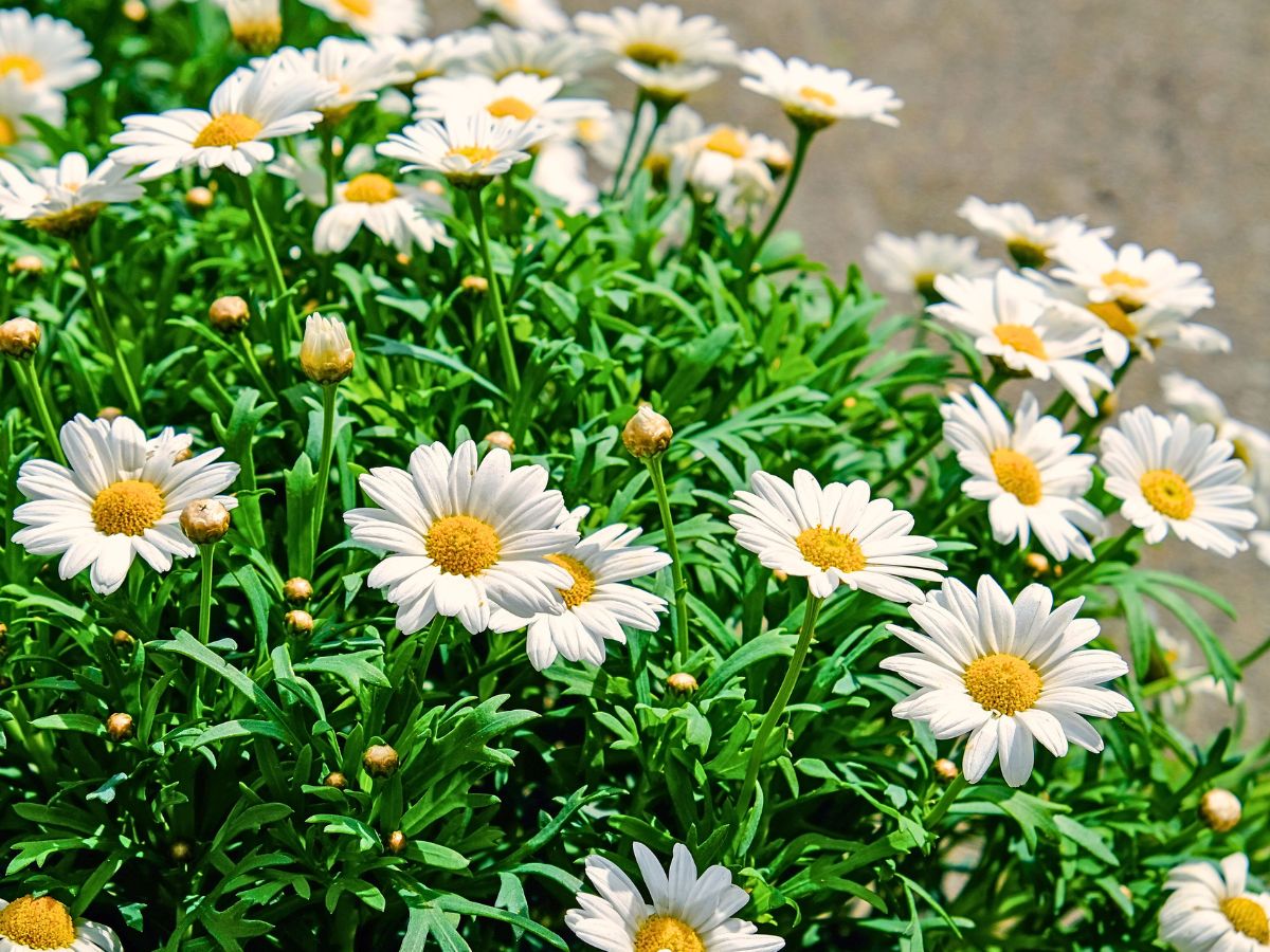 Daisy Flower Meaning 