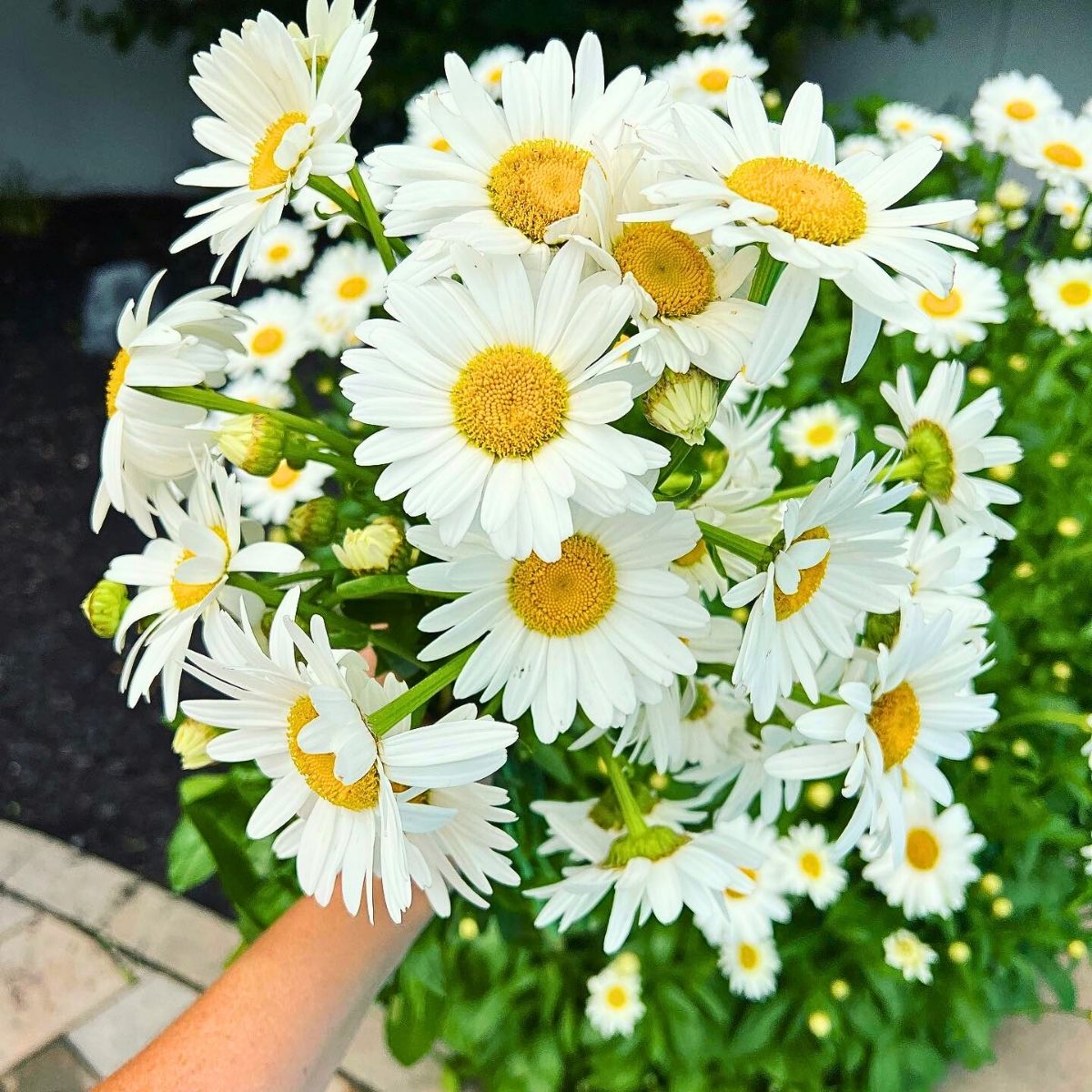 Daisy Flower Meaning