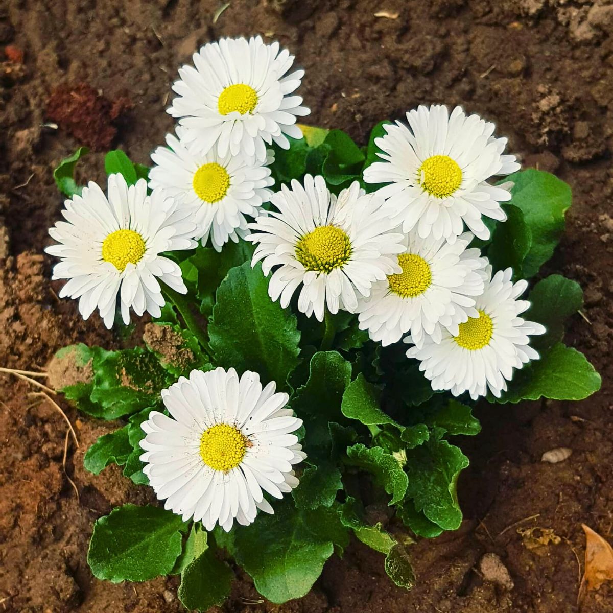 Daisy Flower Meaning