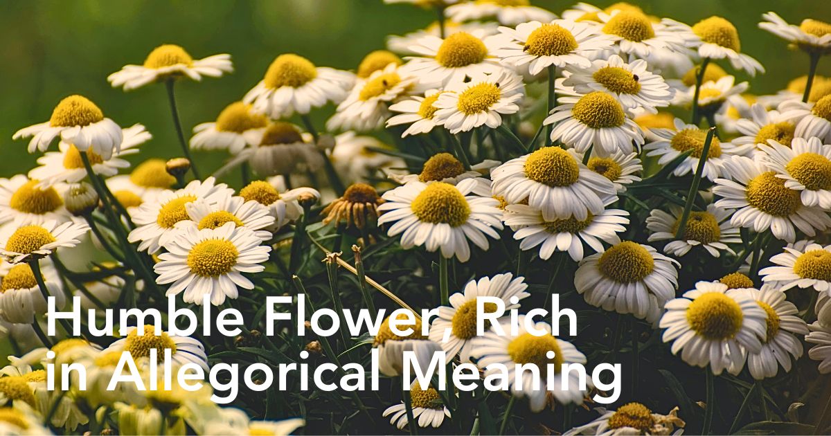 Daisy Flower Meaning - Deciphering the Meaning Behind Daisy Flowers