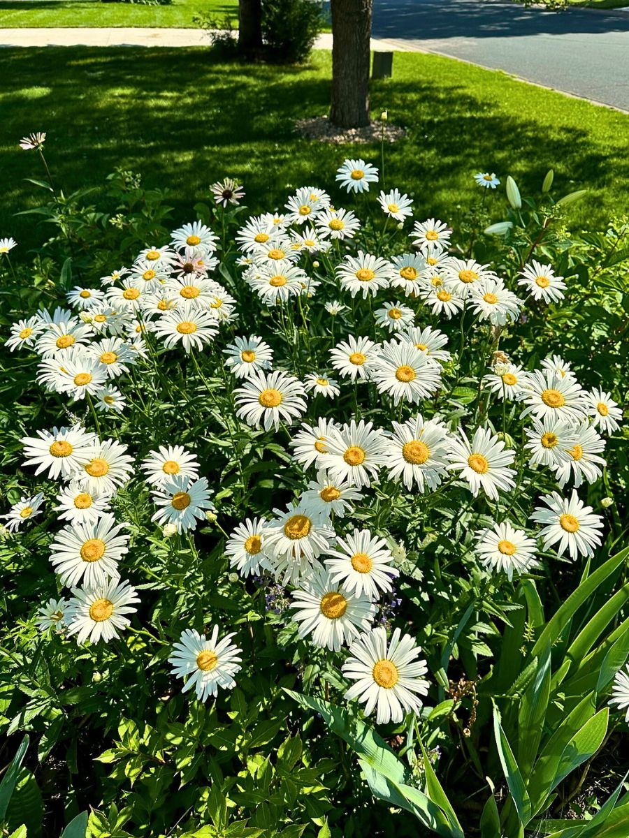 Daisy Flower Meaning