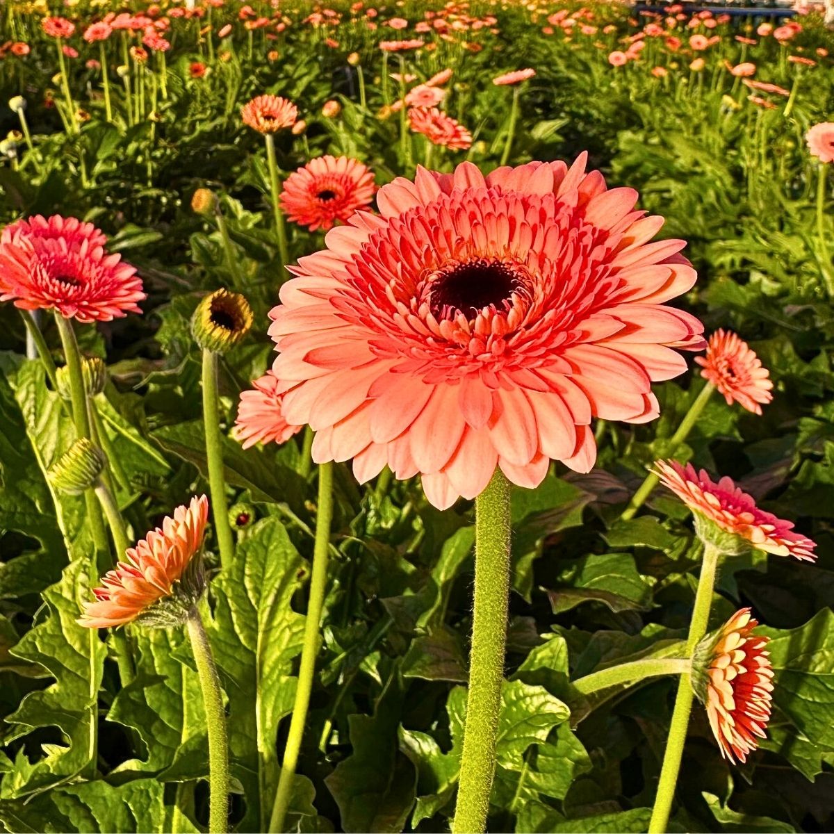 Daisy Flower Meaning