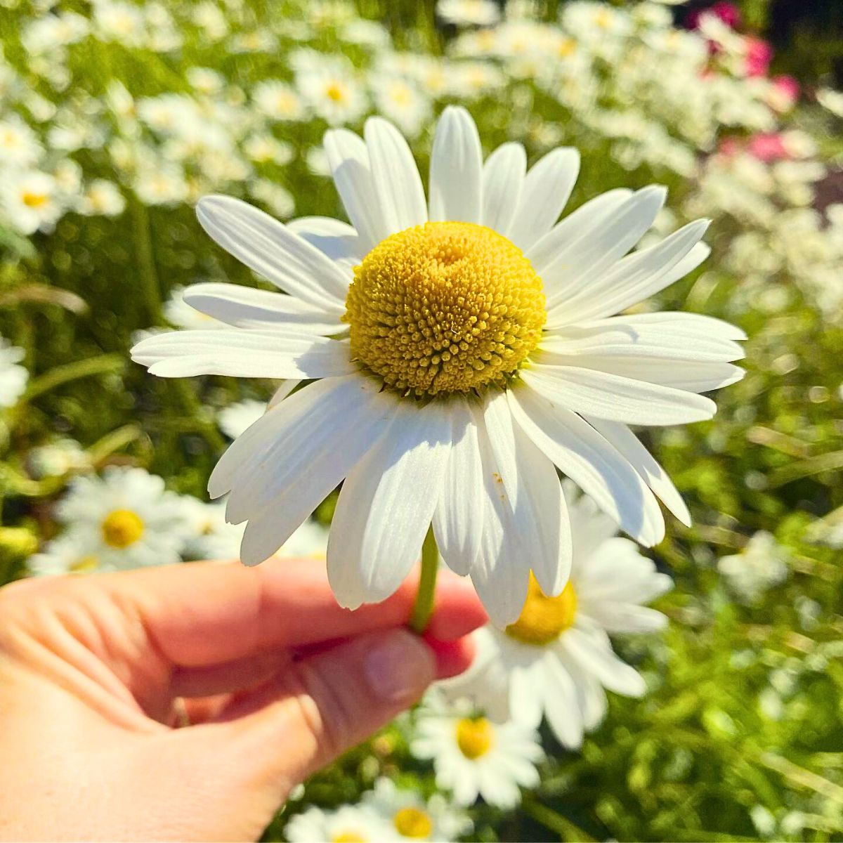 Daisy Flower Meaning 