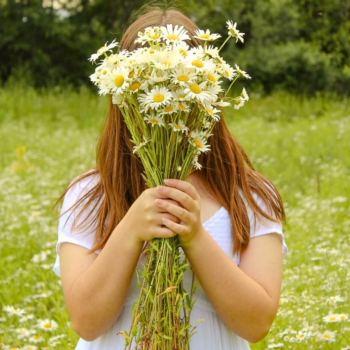 Daisy Flower Meaning 