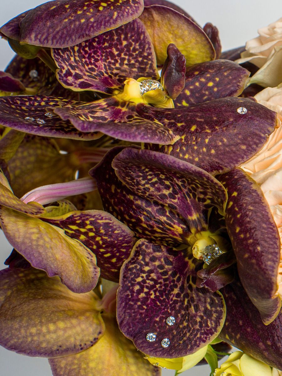 Diamonds in chocolate brown Vanda Orchids