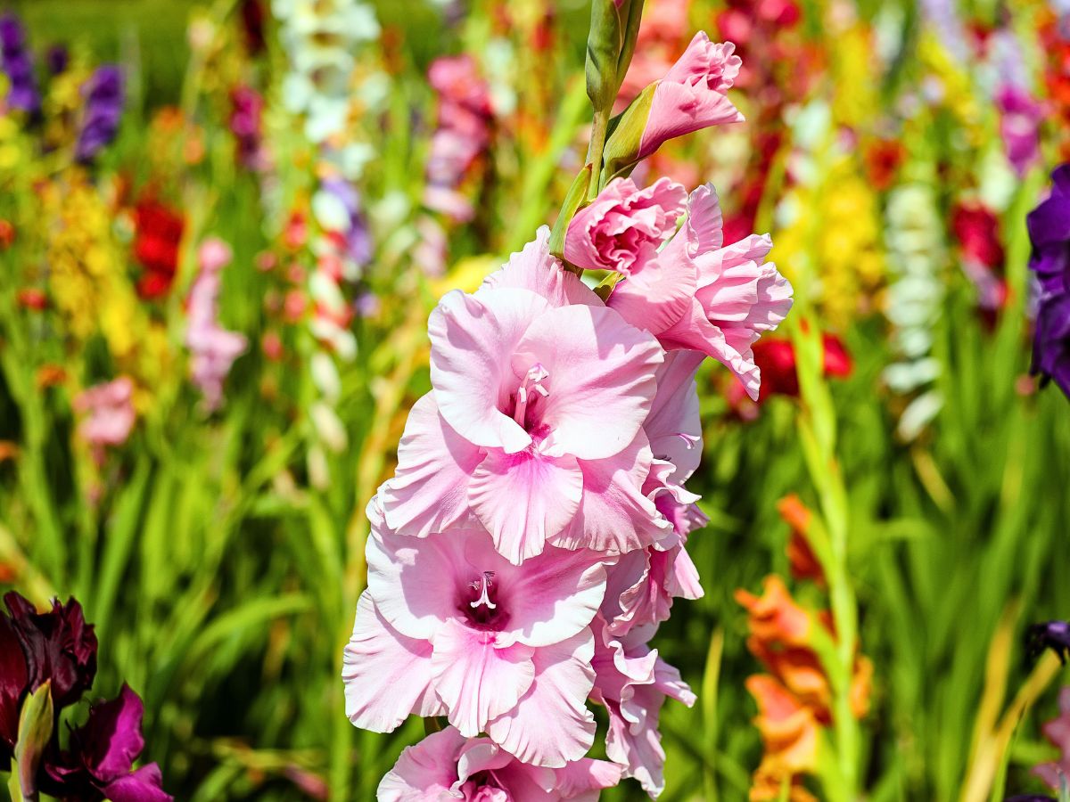 Gladiolus Flower Meaning