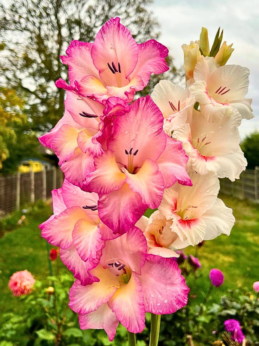 Gladiolus Flower Meaning