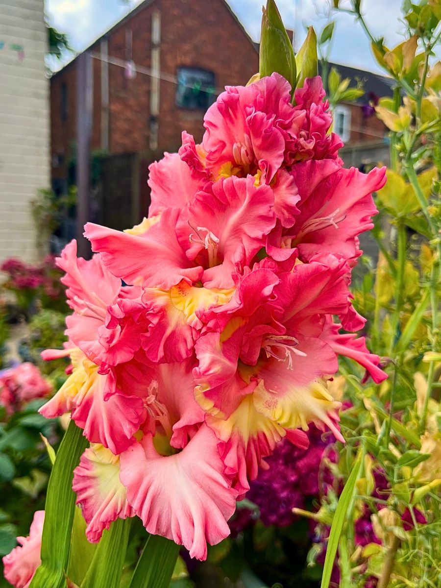 Gladiolus Flower Meaning