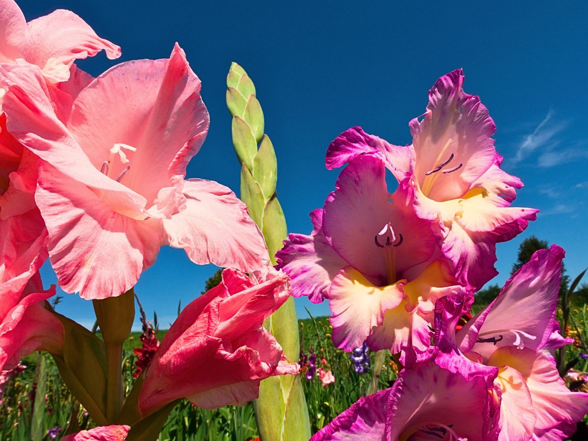 Gladiolus Flower Meaning