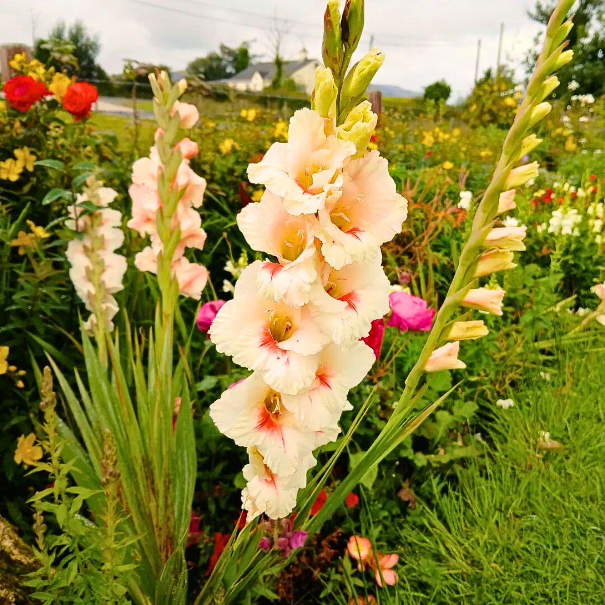 Gladiolus Flower Meaning