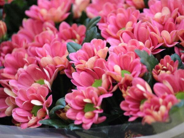 20 Flowers That Fit Into Your Genuine Pink Color Palette - Santini Lobster