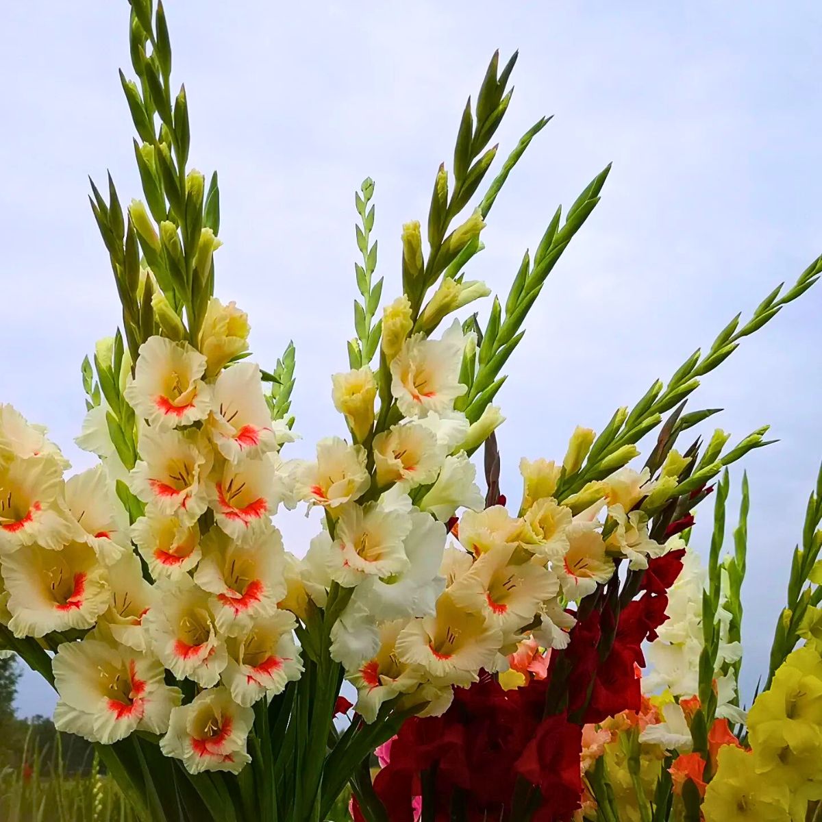 Gladiolus Flower Meaning