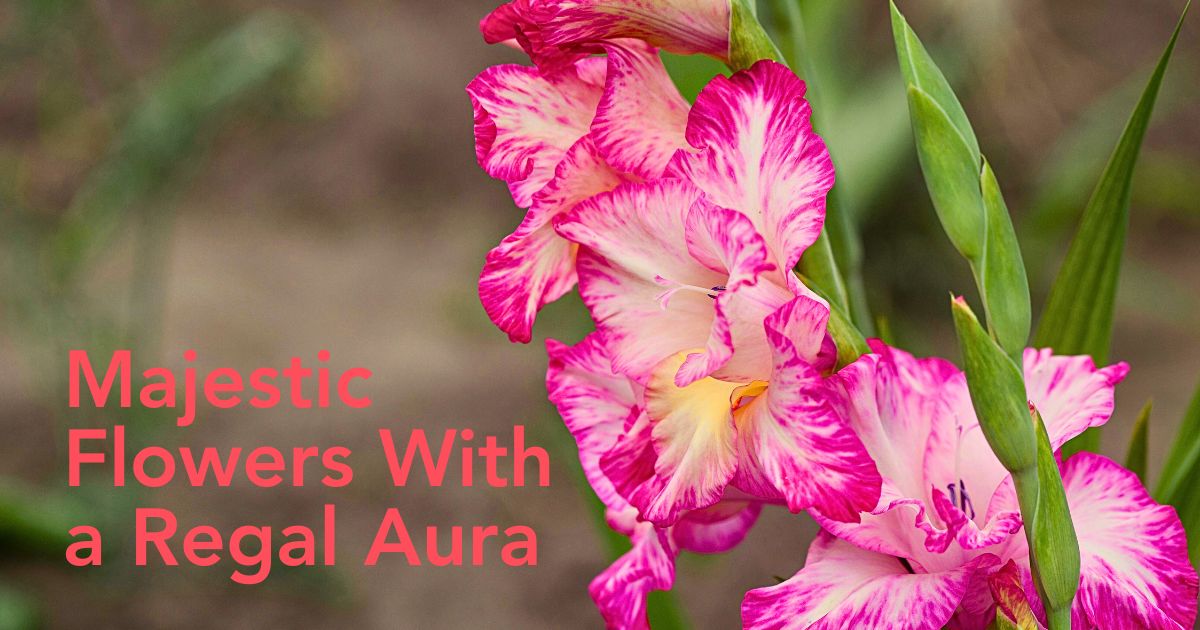 Gladiolus Flower Meaning - What the Enigmatic Sword Lily Represents