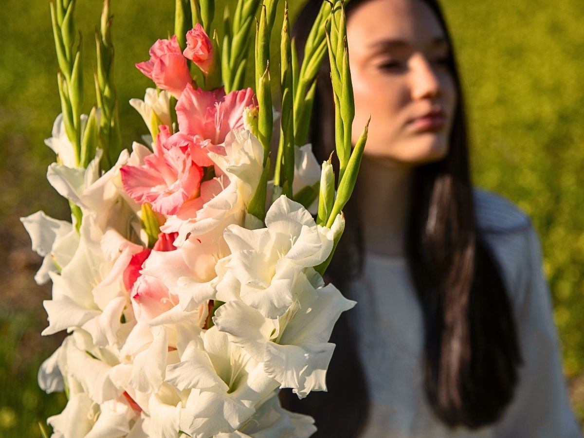 Gladiolus Flower Meaning