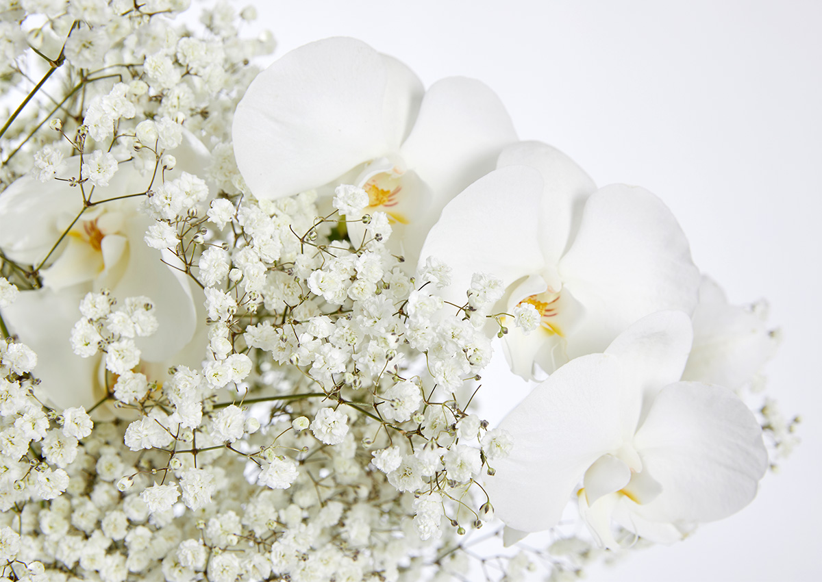 Danziger Gypsophila XLence with white Phalaenopsis