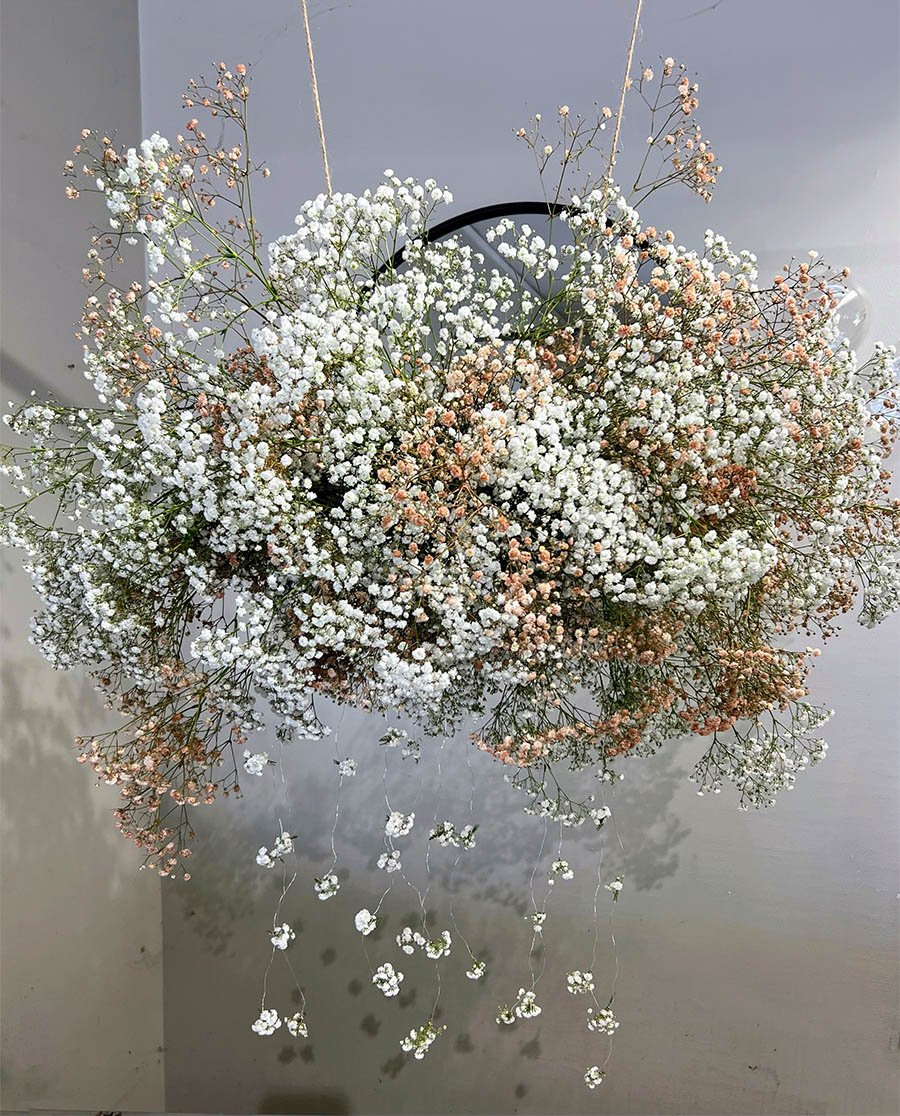 Danziger Gypsophila XLence white by Henans Blomsteraffar