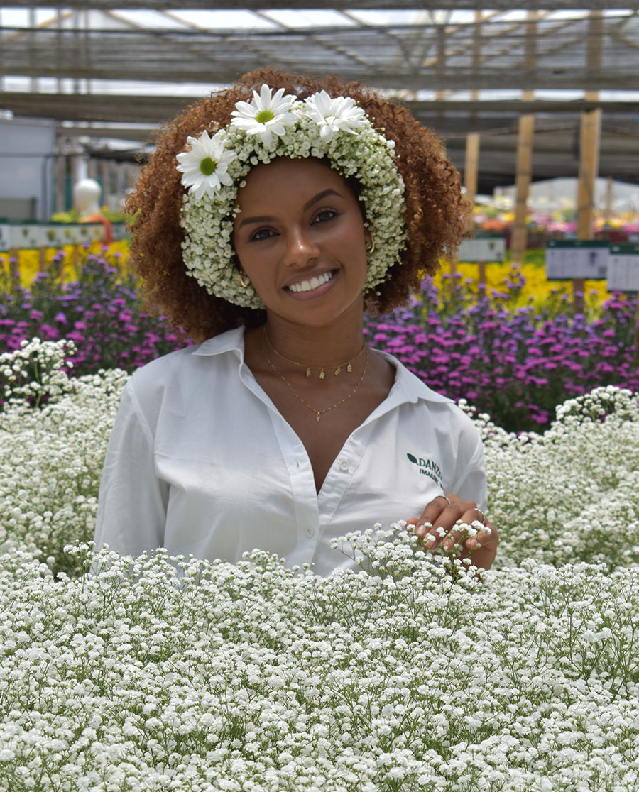 Danziger Gypsophila XLence girl in greenhouse