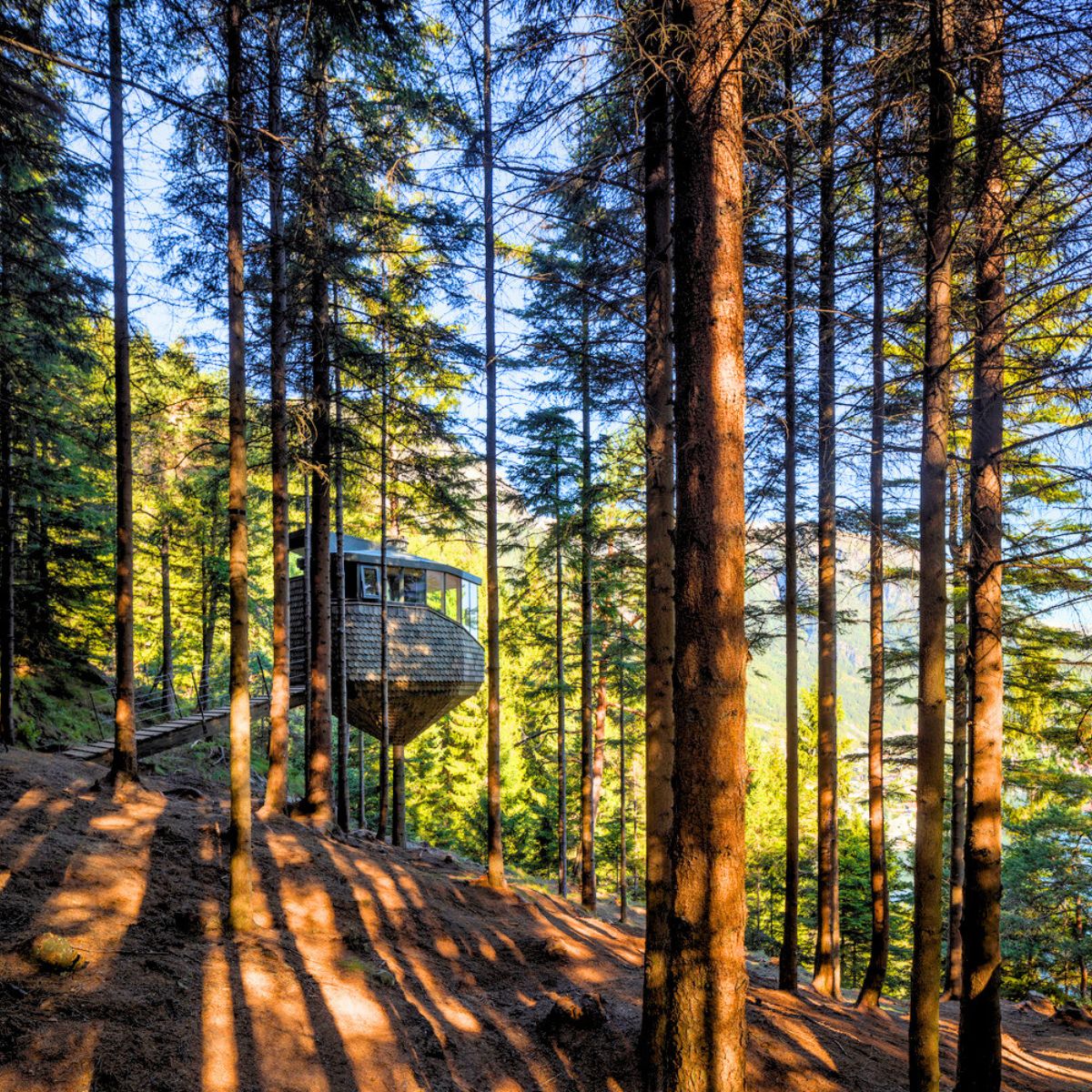 Trees in between the cabins