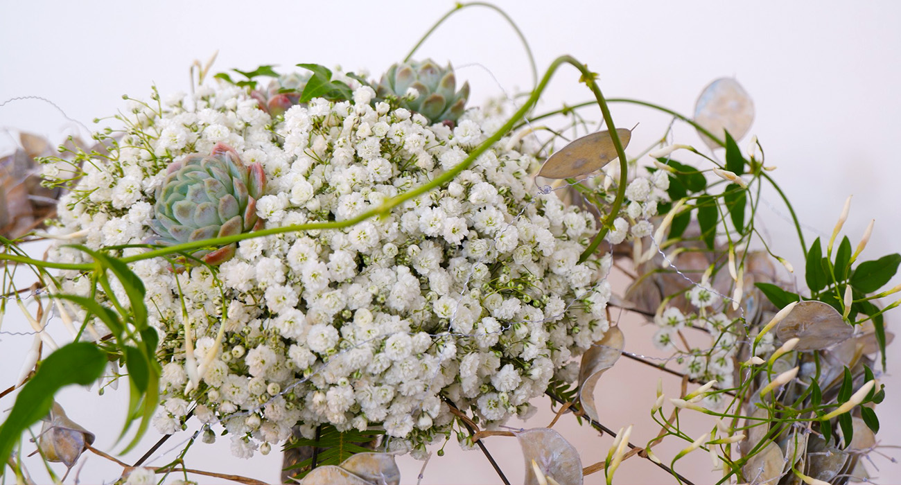 Gypsophila Xlence cut flower on Thursd header