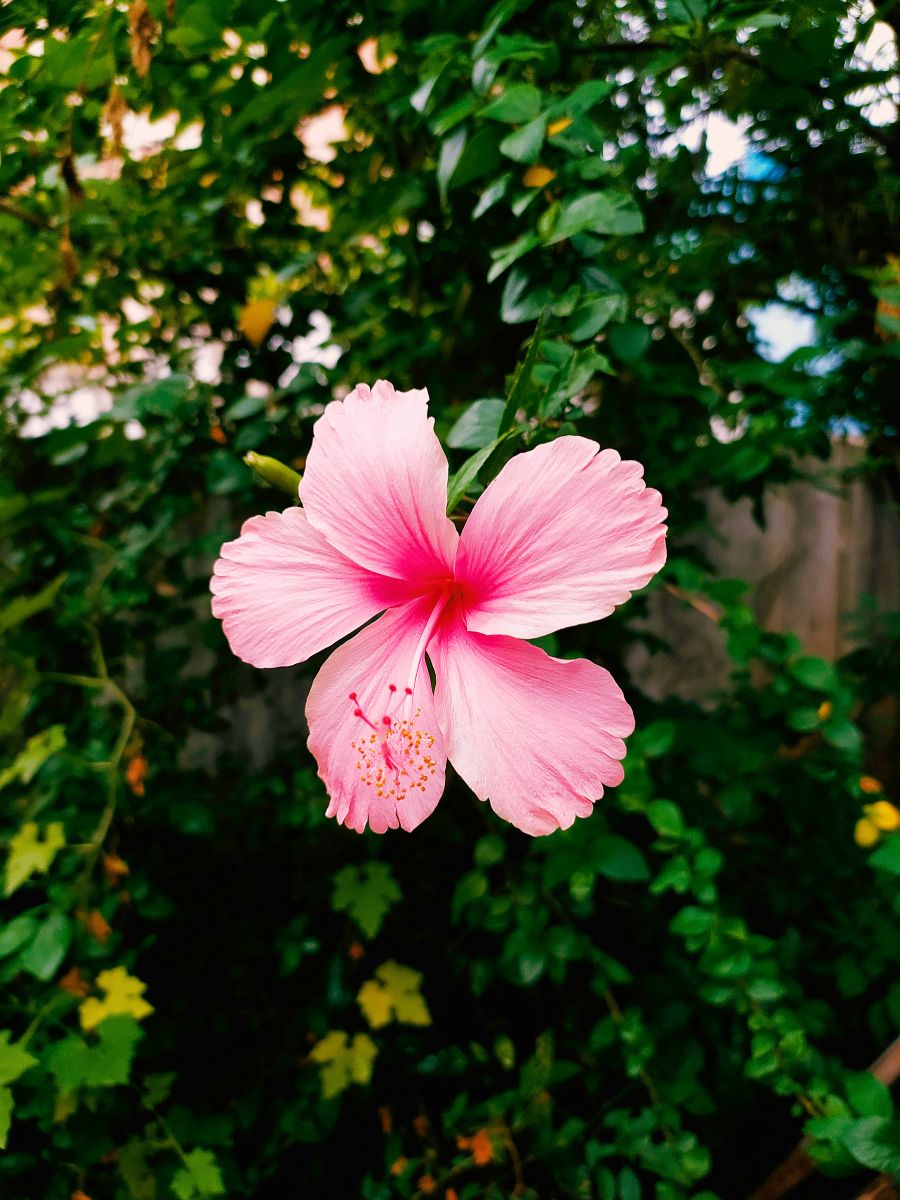 Light pink hibiscus flower in a garden