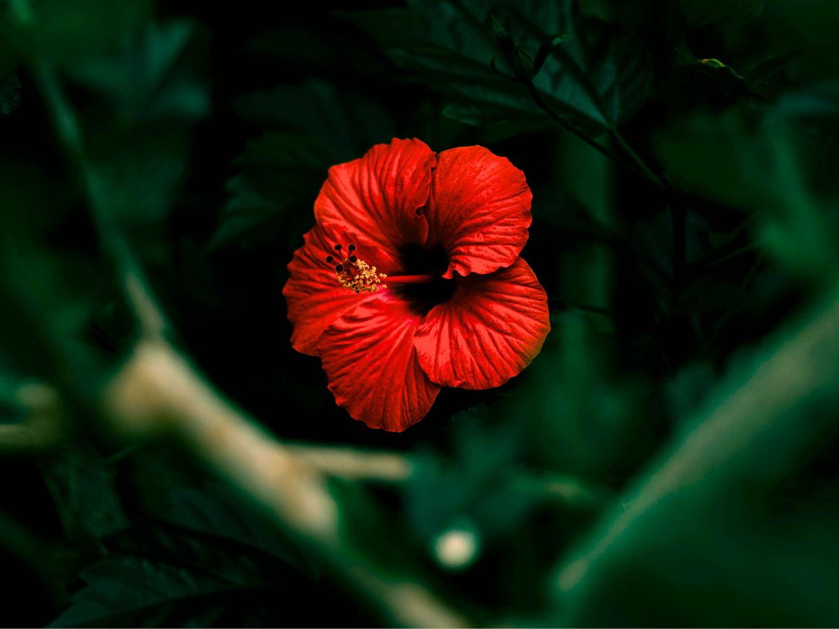 Bright red hibiscus flower in the dark