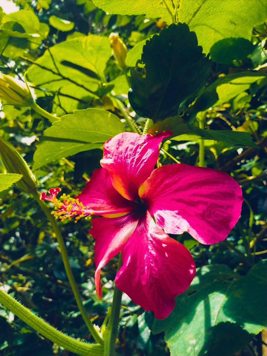 Bright pink hibiscus in bloom