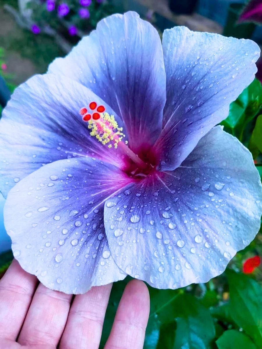 Beautiful and rare blue hibiscus flower