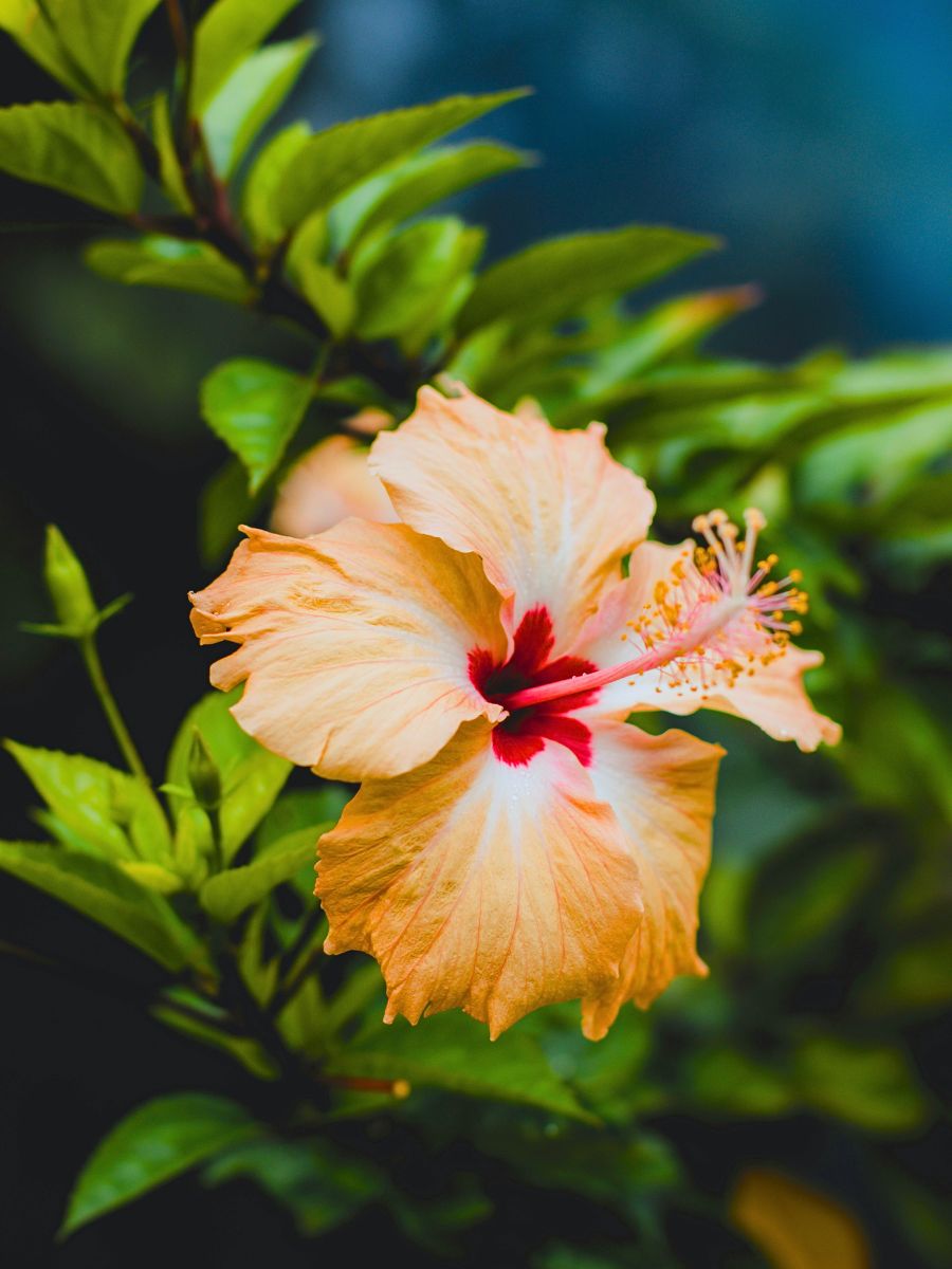 Yellow hibiscus flower