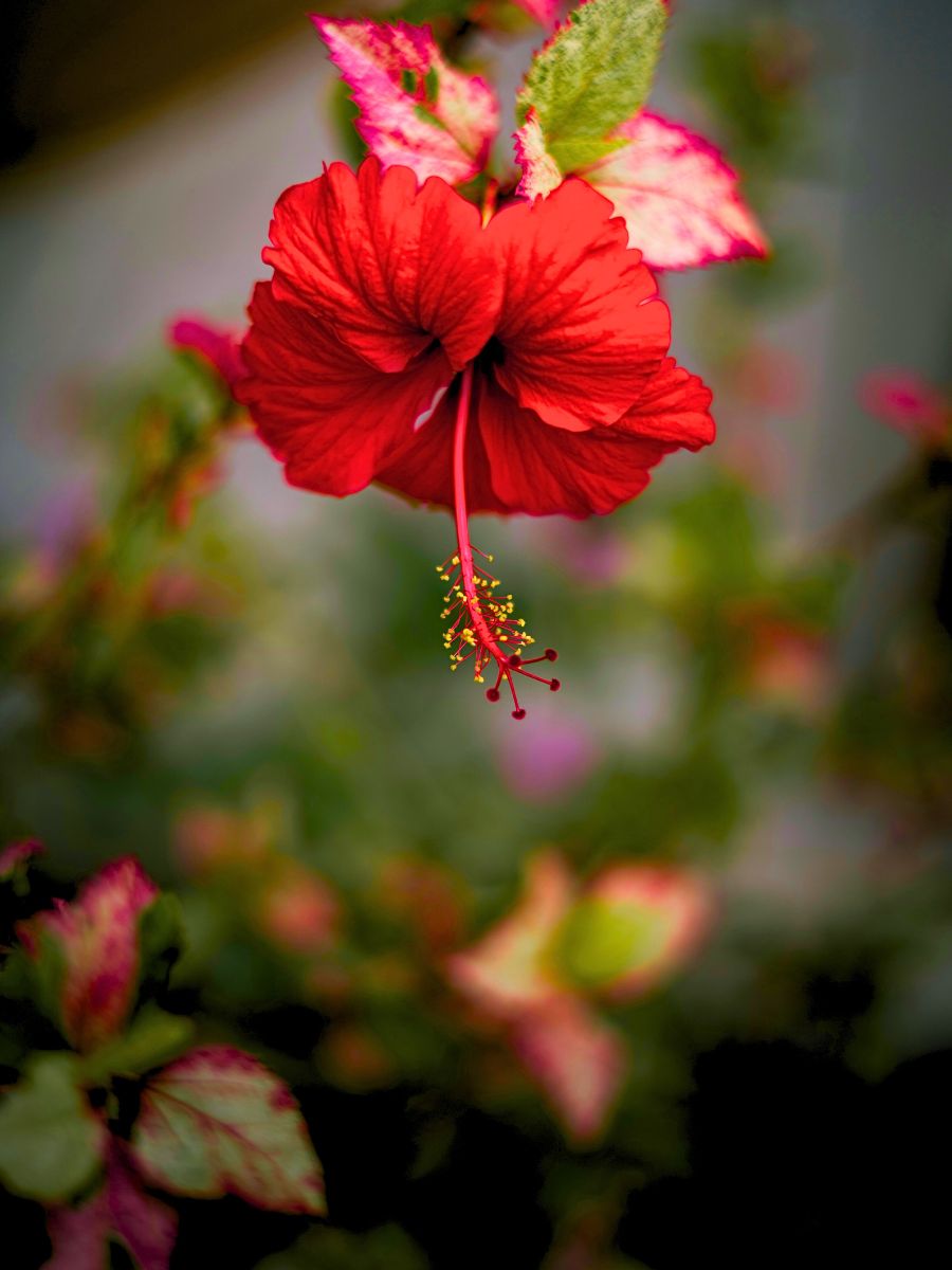 Bright red hanging hibiscus flower