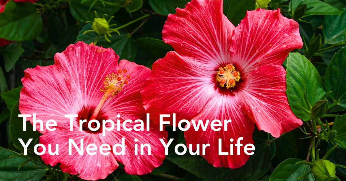 Hibiscus flower meaning - Thursd Article - Header Image