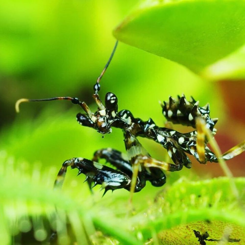 Green reapers Spiny Flower Mantis