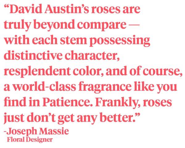 The Buttermilk Ruffles of the Rose David Austin Patience Quote