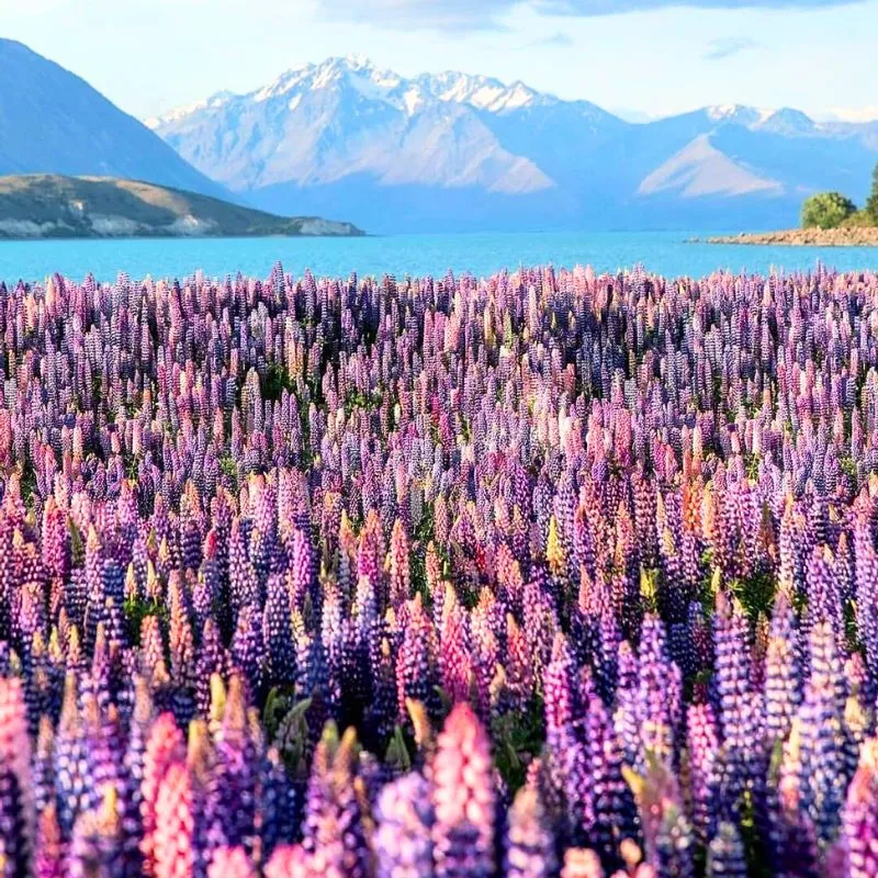 New Zealand lupin flowers