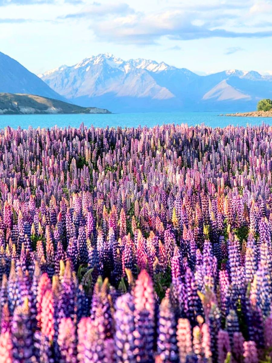 The variety of Lupin flower colors