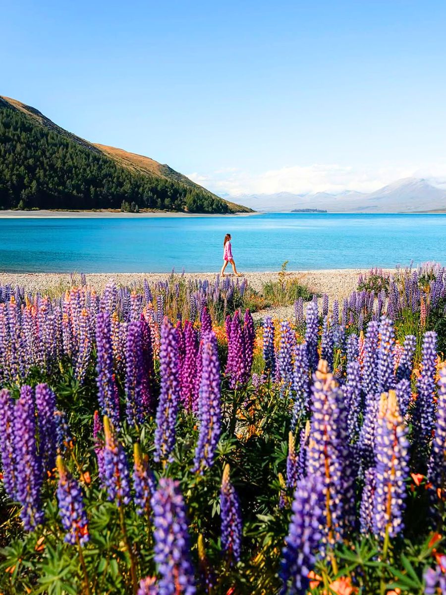 Lupin season at Lake Tekapo