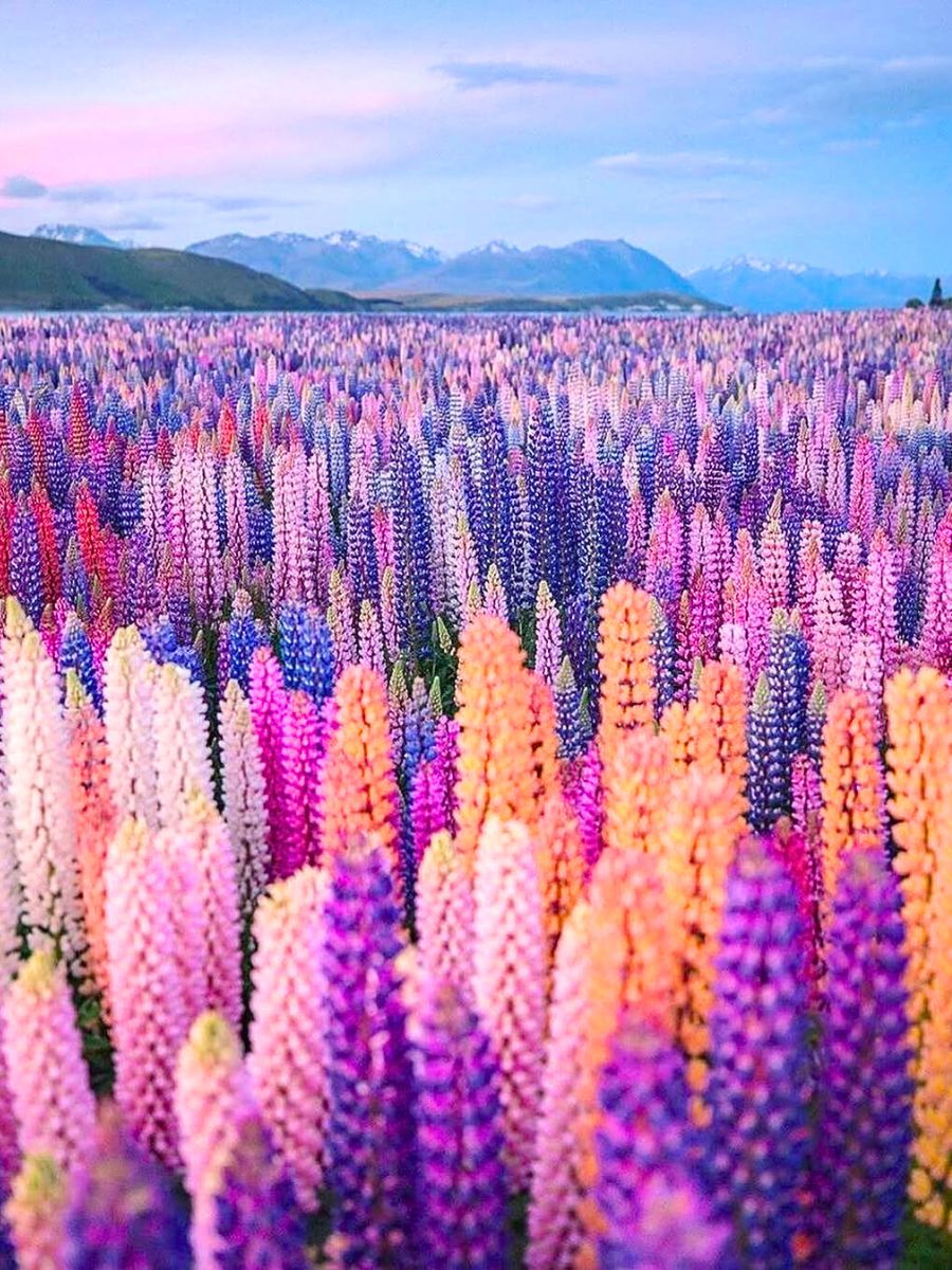 Orange pink purple and blue Lupin flowers