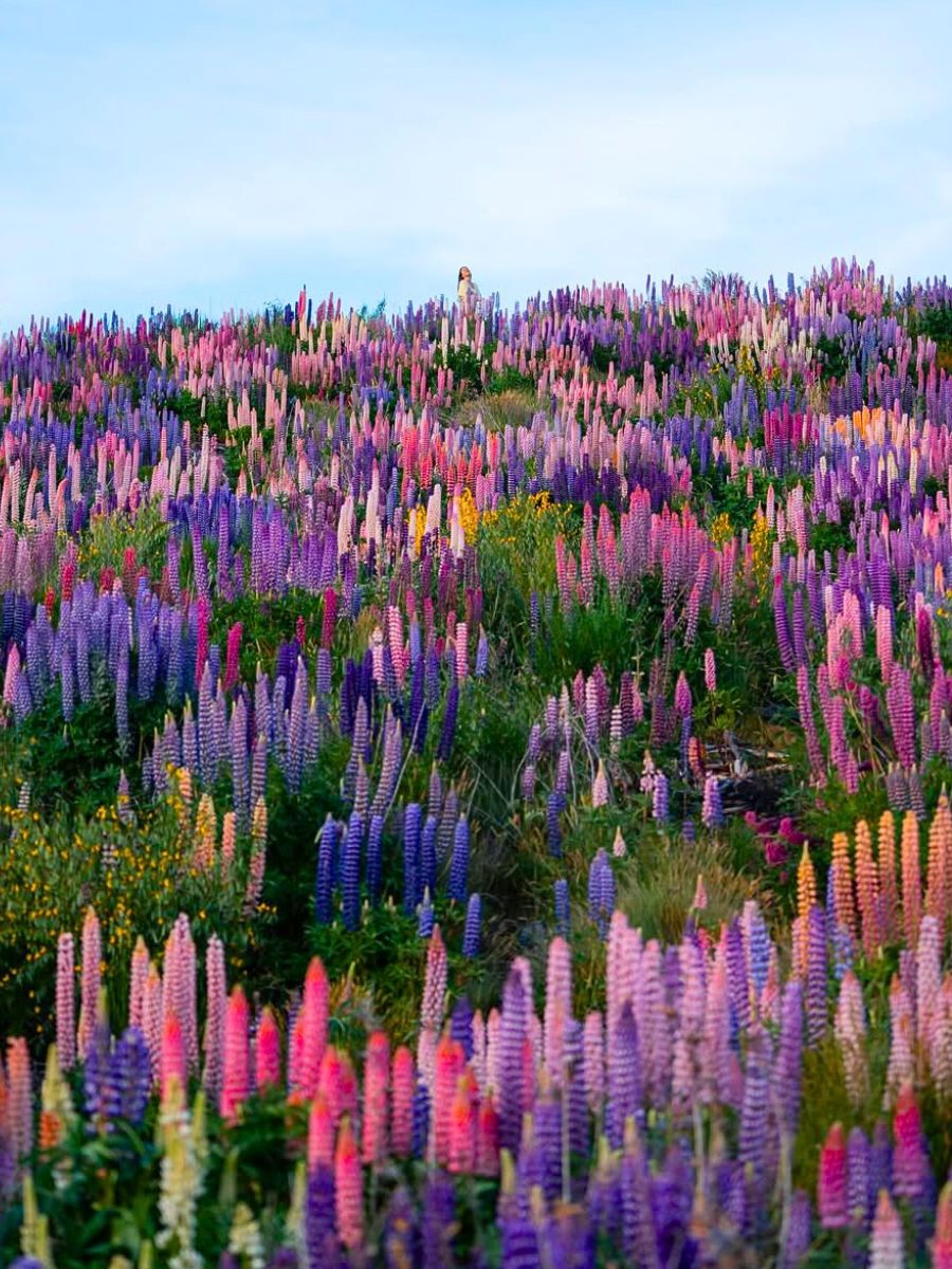 Field full of Lupin flowers in Lake Tekapo