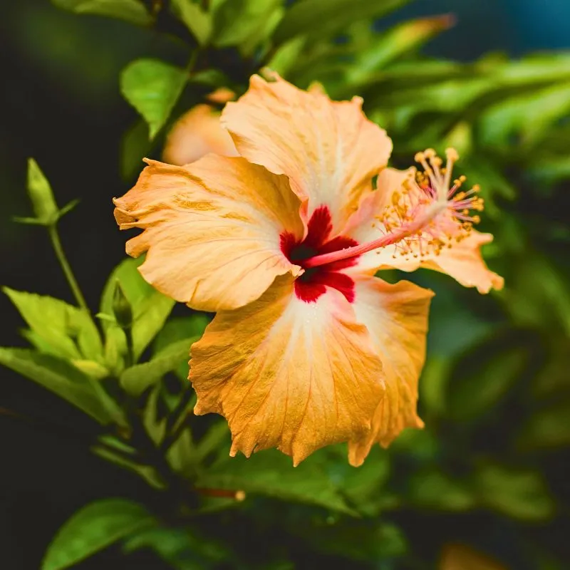 Hibiscus flower meaning - Thursd Article - Featured Image